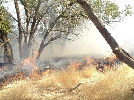 ادامه آتش سوزی در 8 هکتار از جنگل‌های شهرستان لنده