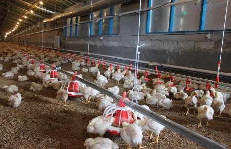 مدیرکل دامپزشکی: 30 درصد مرغداری های آذربایجان شرقی غیرمجازند