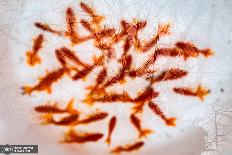 منتخب تصاویر امروز جهان - 22 اسفند 1400