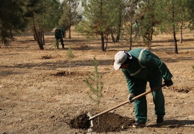 20 هزار اصله نهال در بوستان جنگلی چیتگر غرس می شود