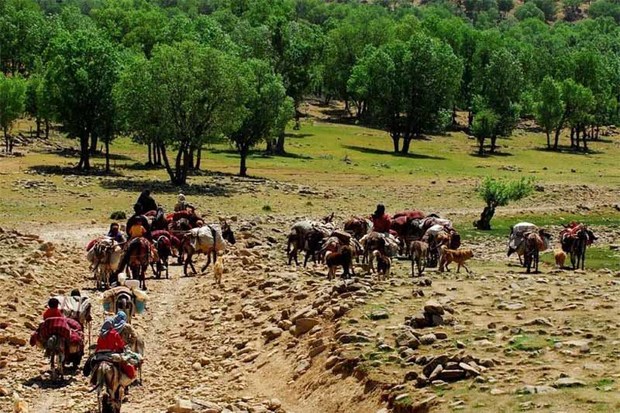 عشایر آذربایجان غربی 70 هزار تن فرآورده دامی تولید می کنند