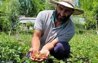 برداشت توت فرنگی در کشمیر ھند (7)