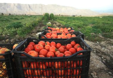 گوجه فرنگی از کشاورزان قزوینی به شکل توافقی خریداری می‌شود