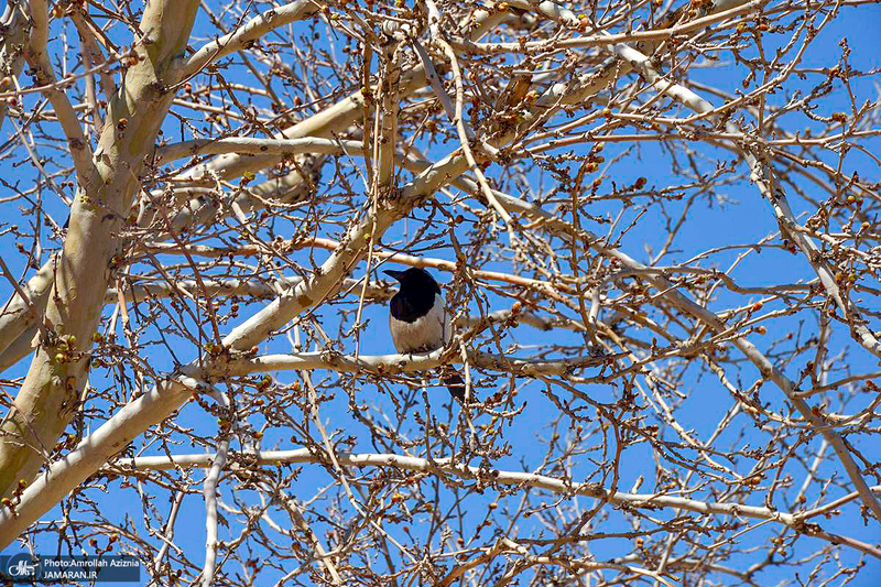 حال و هوای بهاری در حرم مطهر امام خمینی (س)