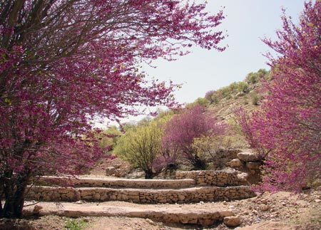 دره ارغوان، تصویری از زیبایی چشم نواز طبیعت در ایلام