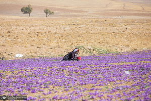 برداشت زعفران از مزارع استان چهارمحال و بختیاری
