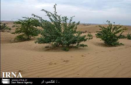 معاون منابع طبیعی خوزستان: همکاری کشورهای منطقه برای حل مشکل گرد و غبار الزامی است