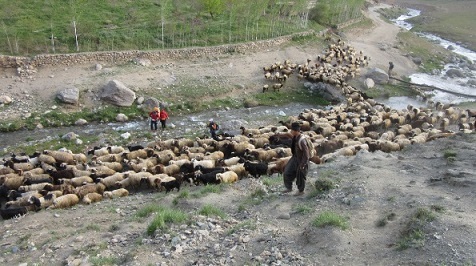 بارش باران 350 خانوارعشایر کوچرو منطقه شیخ علیخان کوهرنگ را غافلگیر کرد