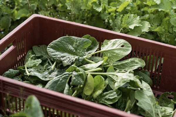 فواید سلطان سبزیحات