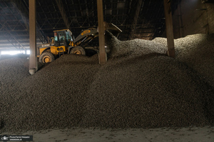 شوق شیرین تولید شکر / کارگران تولید قند و شکر