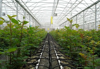 جذب سرمایه گذار در شهرک گلخانه ای نودهک تاکستان آغاز شد