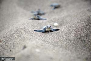 منتخب تصاویر امروز جهان- 24 مرداد