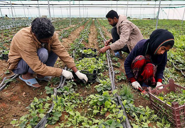 843 شغل در روستاهای زنجان ایجاد شد