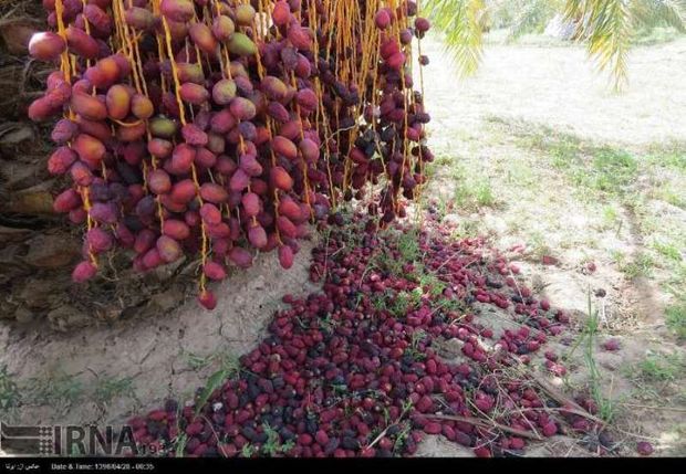 برداشت خرما از نخلستان های سیریک آغاز شد