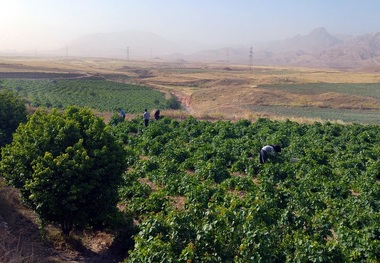 درختان مناطق گرمسیری باید آبیاری شوند