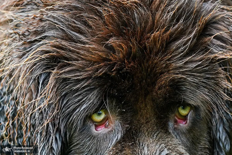 منتخب تصاویر امروز جهان - 2 خرداد 1401