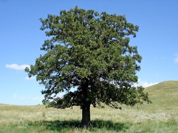 درخت بلوط کهنسال در روستای خانلق شیروان شناسایی شد
