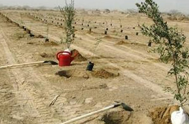 طرح آزمایشی کاهش مصرف آب در نهالکاری کانونهای خاک خوزستان اجرا می شود