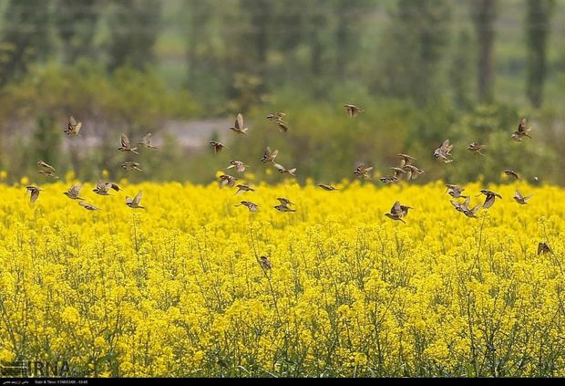 مقدار برداشت کلزا در تیران و کرون به بیش از 300 تن افزایش می‌یابد