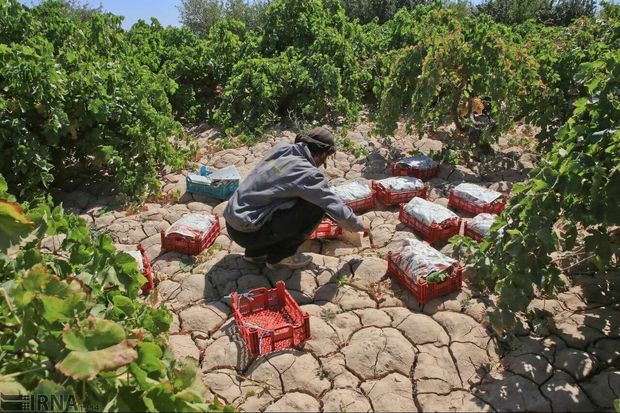 ۴۵۱۸ طرح اشتغال روستایی کردستان در انتظار پرداخت تسهیلات است