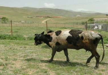 نجات یک راس گاو از درون چاه 6 متری در روستای برازان سنندج