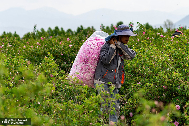 منتخب تصاویر امروز جهان- 19 اردیبهشت 1400