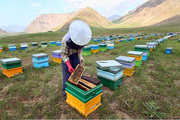 افزایش صدور شناسنامه زنبورداری در خوزستان
