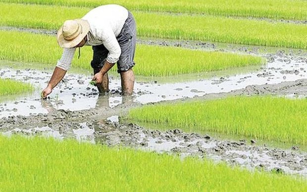 گرانی نهاده های کشاورزی و کمبود نقدینگی شالیکاران مازندران