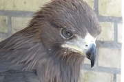 زنده گیری عقاب در مهدکودک