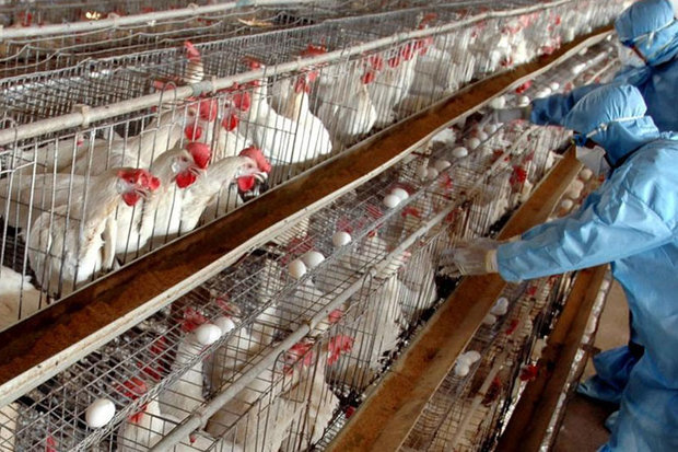 مشاهده بیماری آنفلوانزای فوق حاد پرندگان در شهرستان کلیبر  مرغداران برای واکسیناسیون طیور اقدام کنند