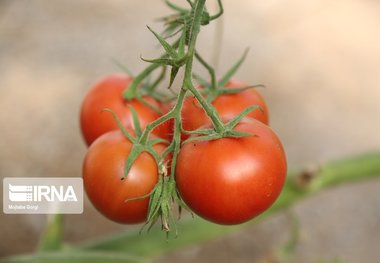 مطالبات گوجه‌کاران همدانی پرداخت شد