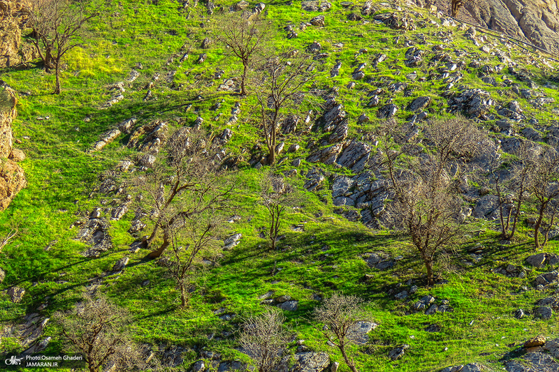 طبیعت بکر و بی‌نظیر نودشه