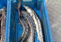 کشف ماهیان خاویاری قاچاق در مازندران