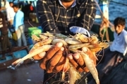 صید میگو در بوشهر 49 درصد کاهش یافت
