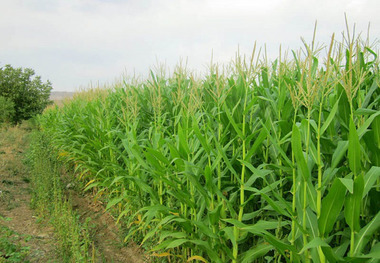 57 طرح کشاورزی قزوین از تسهیلات روستایی بهره مند شدند