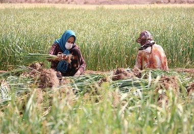 بهورزان استان فارس و تلاش برای مهار بحران کرونا در مناطق روستایی