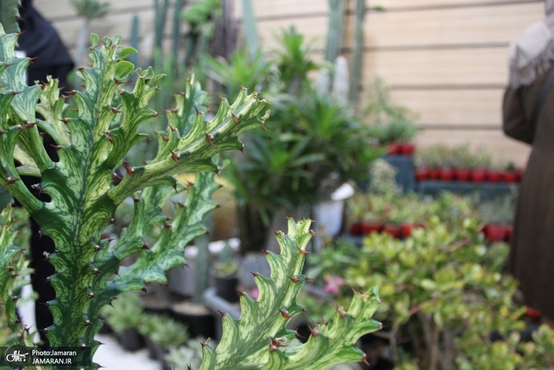نمایشگاه گل و گیاه (5)