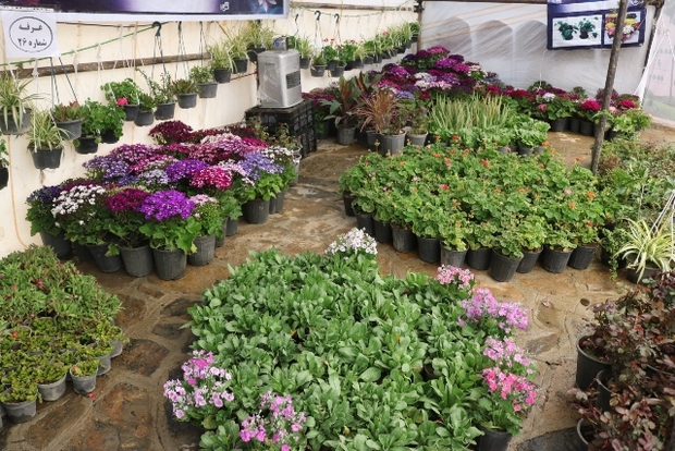 پارک های سنندج میزبان دومین جشنواره تخصصی گل و گیاه می شود