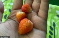 برداشت توت فرنگی در کشمیر ھند (5)