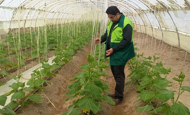 مزارع کشاورزی 138 روستای نیمروز در هفت پهنه تقسیم بندی شدند