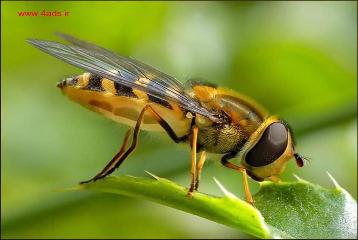محققان 7 ویروس ناشناخته بیماری‌های زنبور عسل در کشور را تشخیص دادند