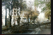 شکستن درخت در اهواز به دلیل وقوع طوفان  این حادثه خسارت جانی نداشت