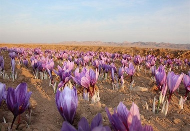 زعفران برای نخستین بار در اراضی کشاورزی شهرستان ری کشت شد