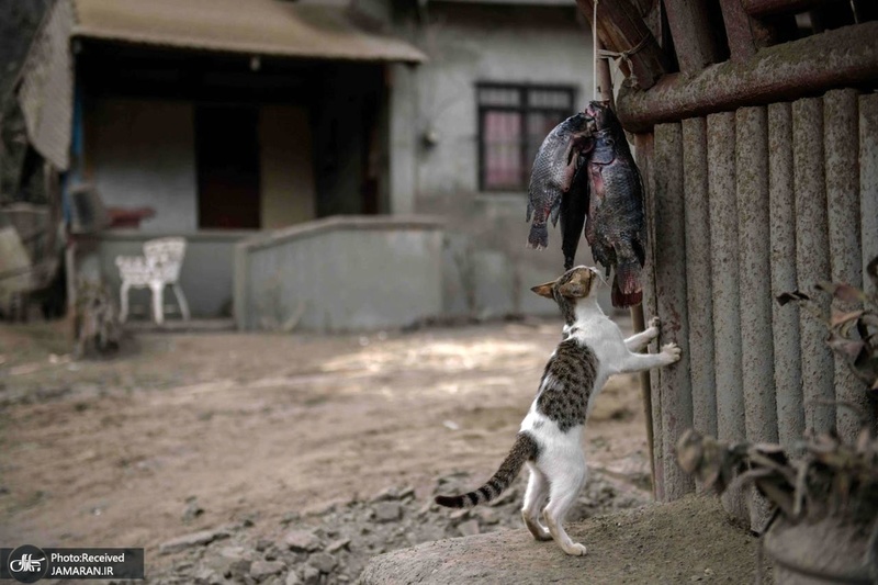 منتخب تصاویر امروز جهان- 30 دی