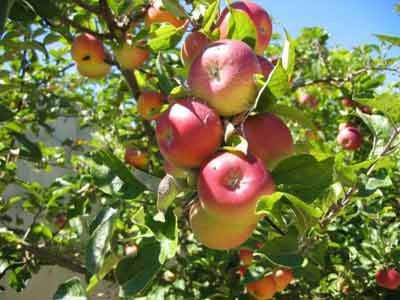 برداشت سیب پاییزه از باغات بروجرد آغاز شد