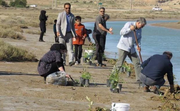 طرح جنگلانه در گناوه اجرا شد