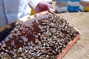 سالانه ۶ تن عسل در چرام تولید می‌شود