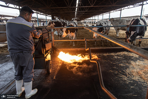 کارگران دامپروری؛ ستون‌های سلامت و آبادانی کشور