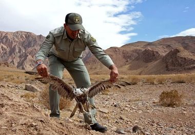 بازگشت 17 گونه پرنده به طبیعت ملایر