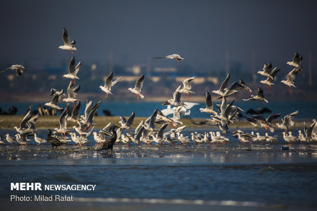 افزایش جمعیت پرندگان مهاجر در خوزستان